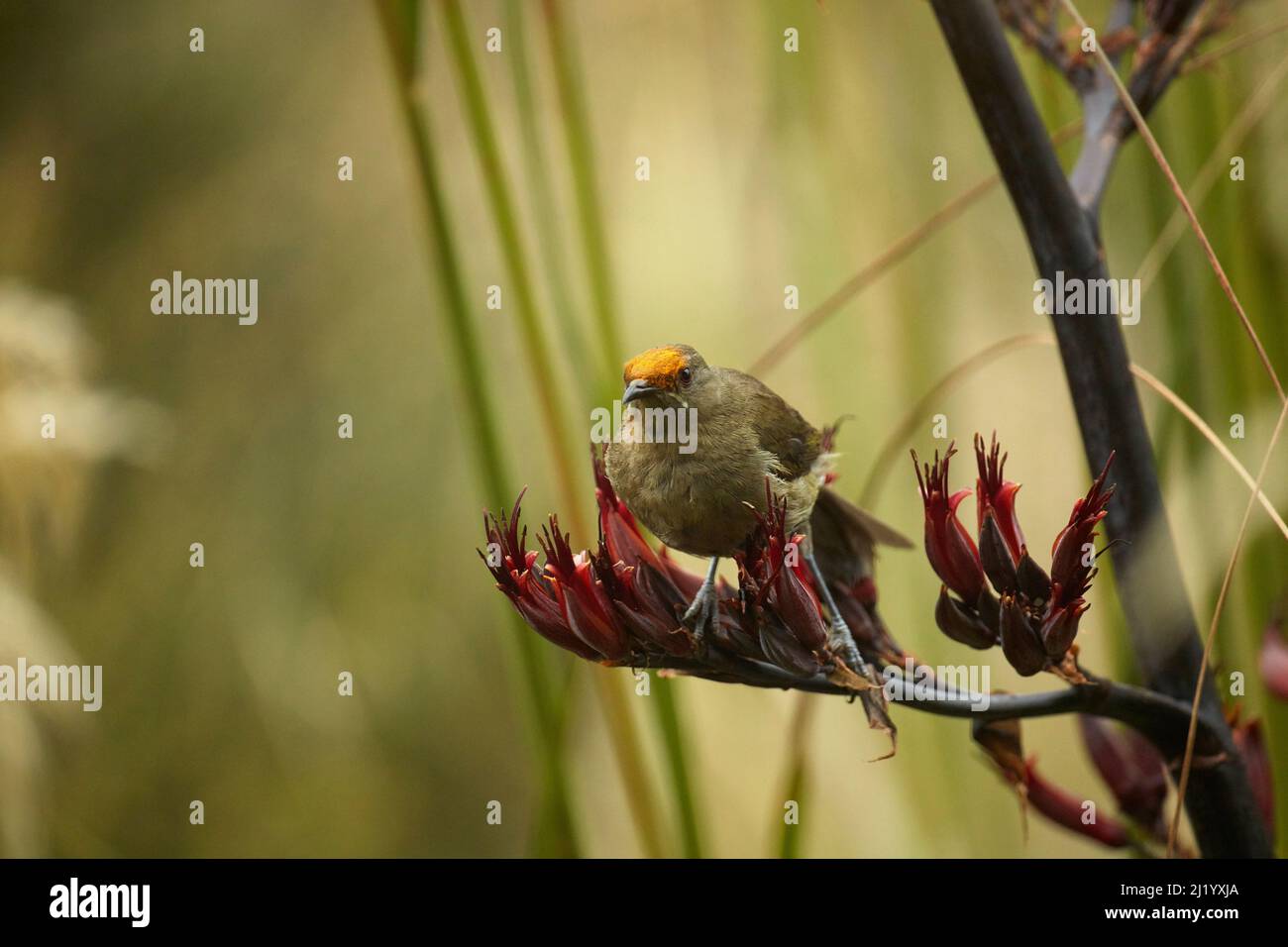 Bellbird (Anthornis melanura) in flax plant, Orokanui Ecosanctuary, near Dunedin, South Island, New Zealand Stock Photo