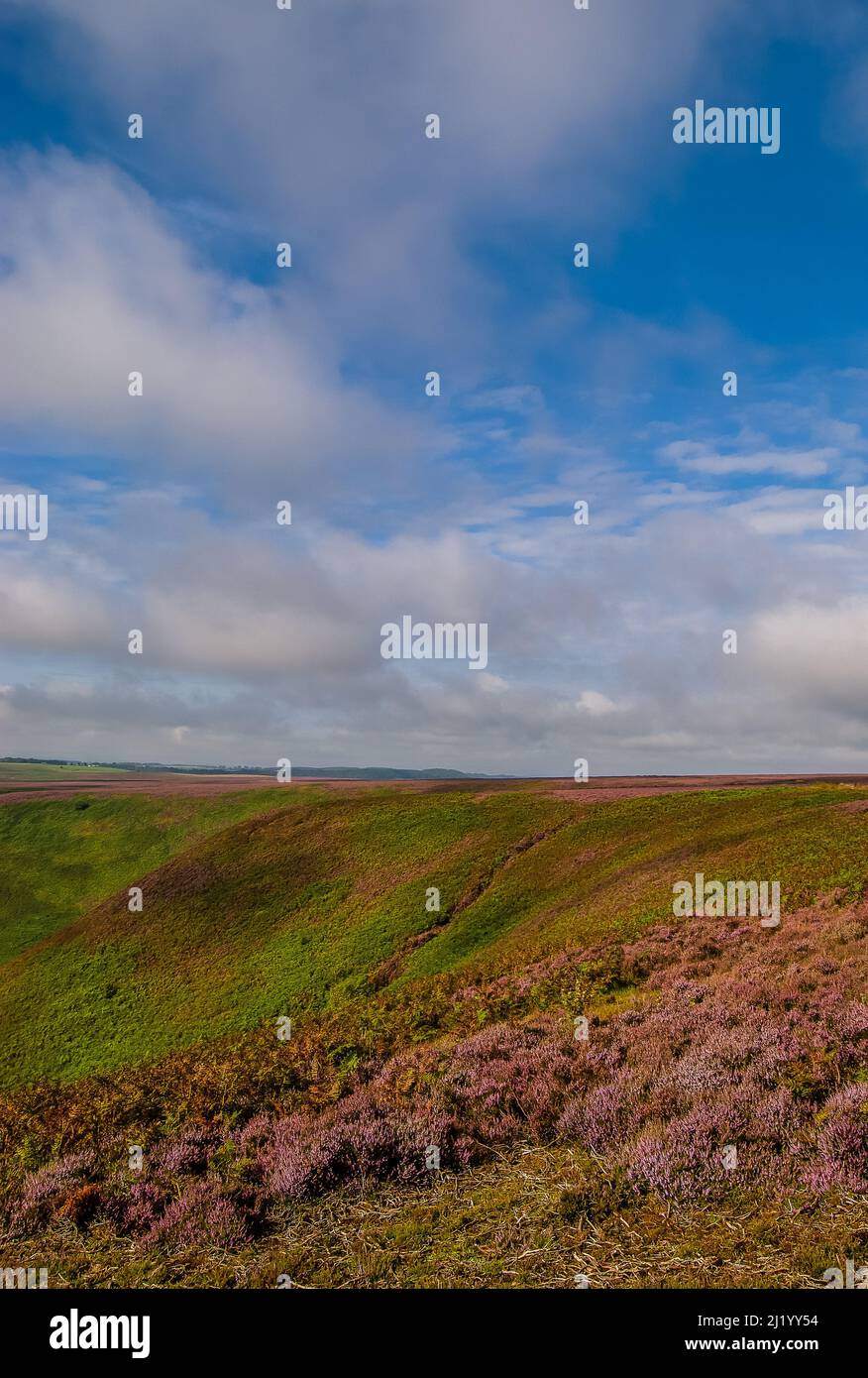 Purple heather growing around the Hole of Horcum on the North Yorkshire Moors Stock Photo