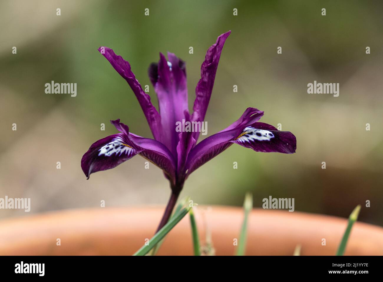 Iris Reticulata 'Pauline'. Stock Photo