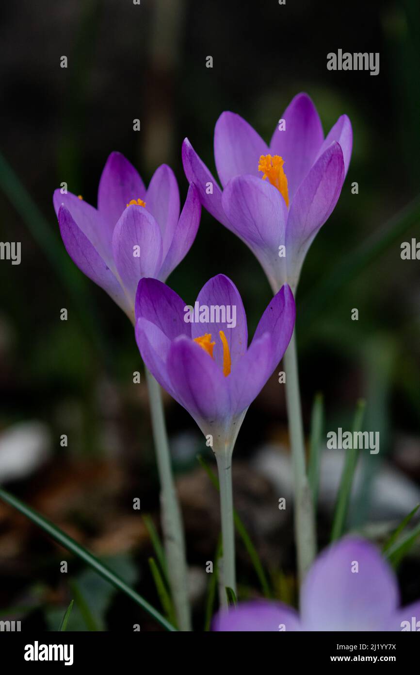 Purple winter crocuses. Crocuses are grown from corms and provide winter garden colour (color). Stock Photo