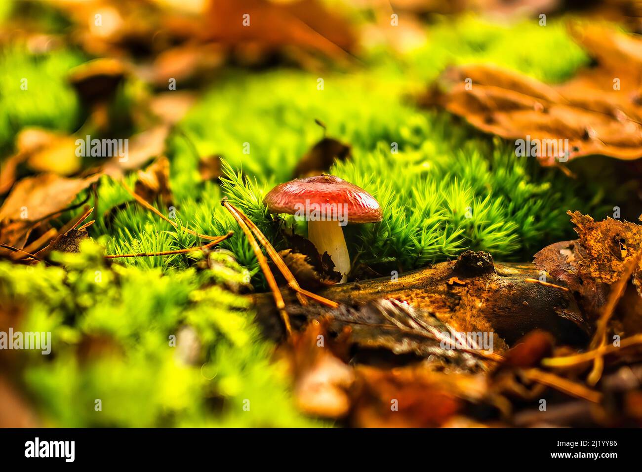 A closeup of a mushroom growing in a forest Stock Photo - Alamy