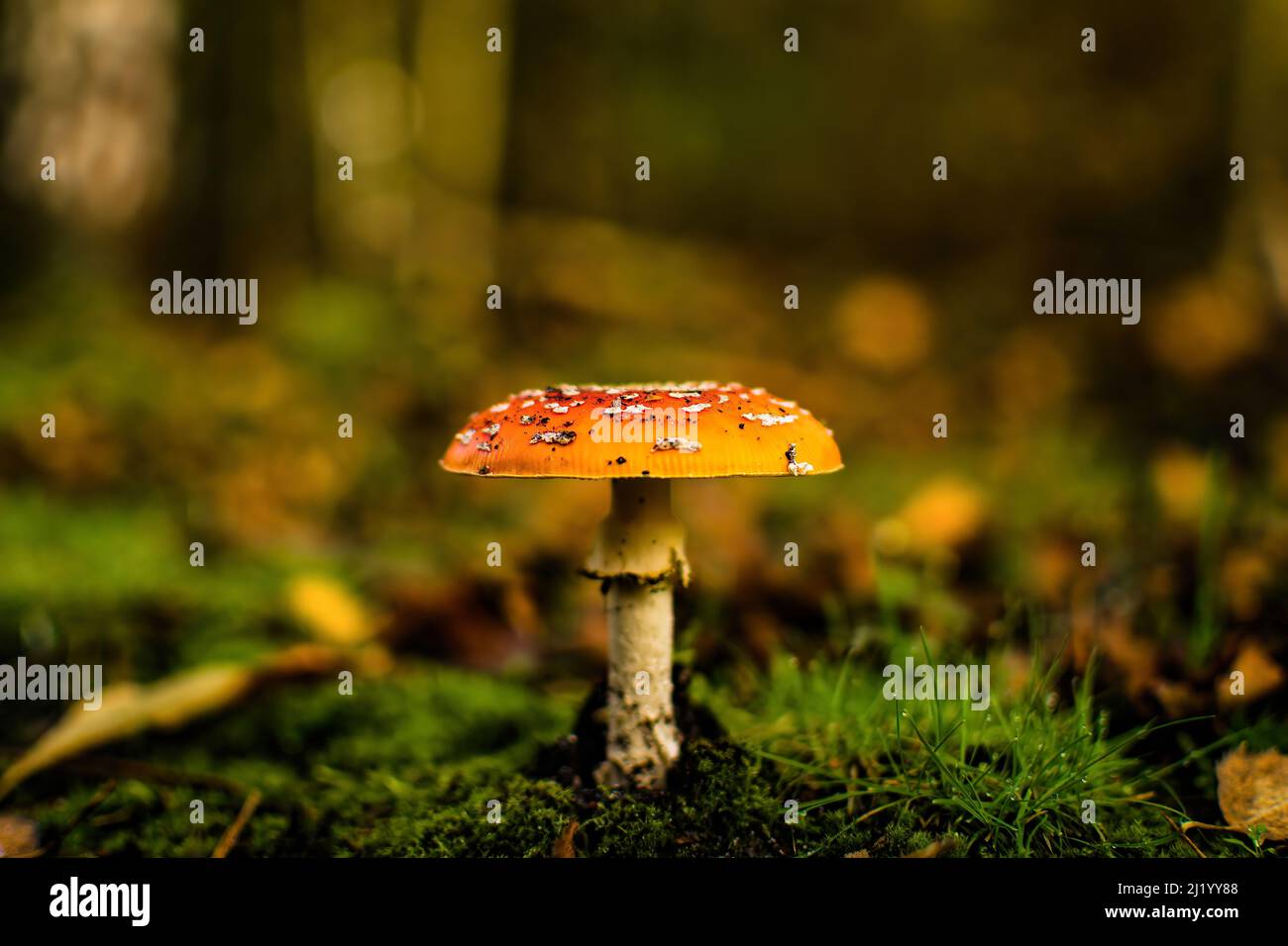 A closeup of a mushroom growing in a forest Stock Photo - Alamy
