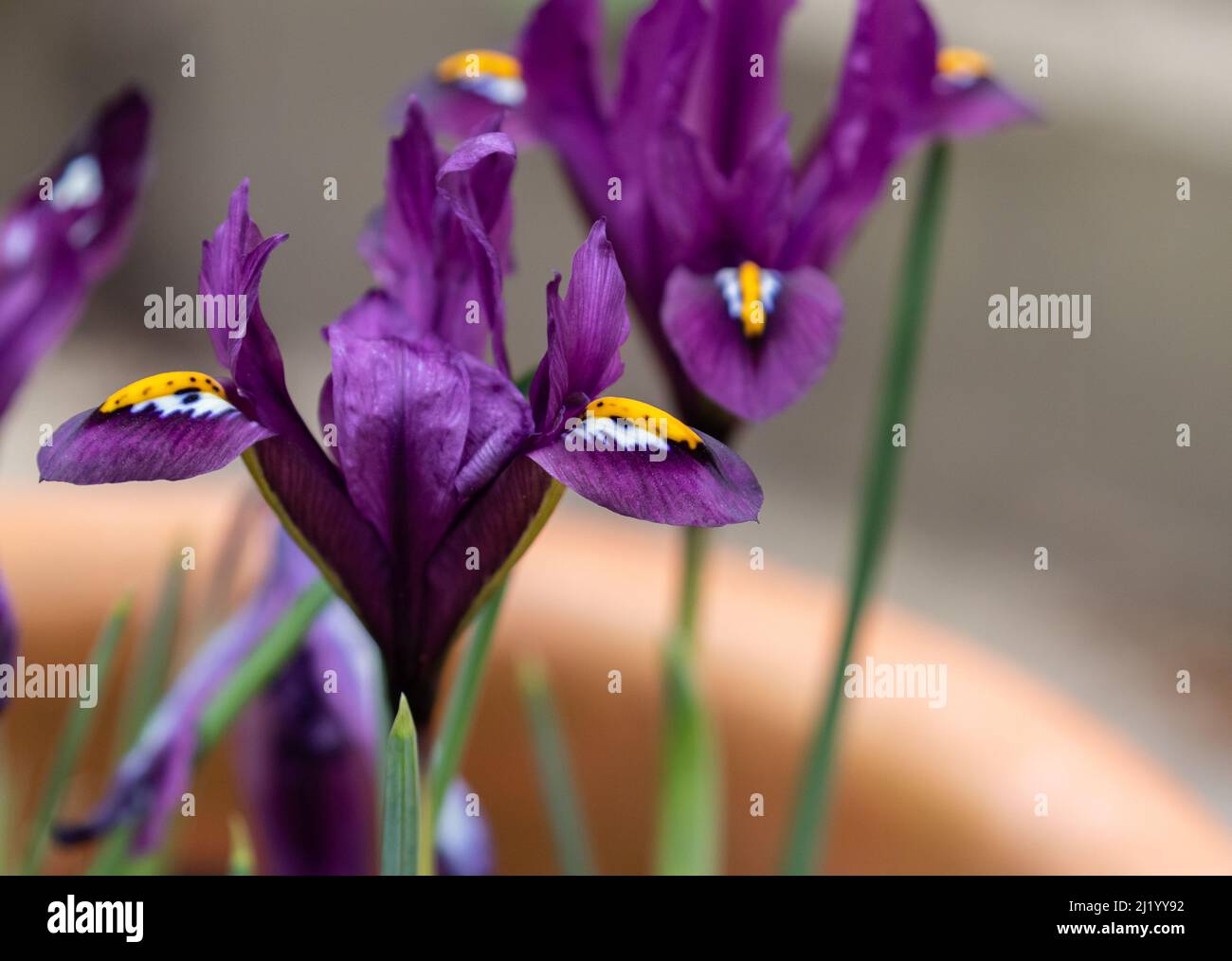 Iris Reticulata J.S.Dijt. Stock Photo