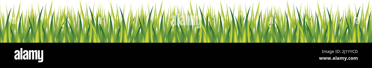 Realistic green grass on white panoramic background - Vector illustration Stock Vector
