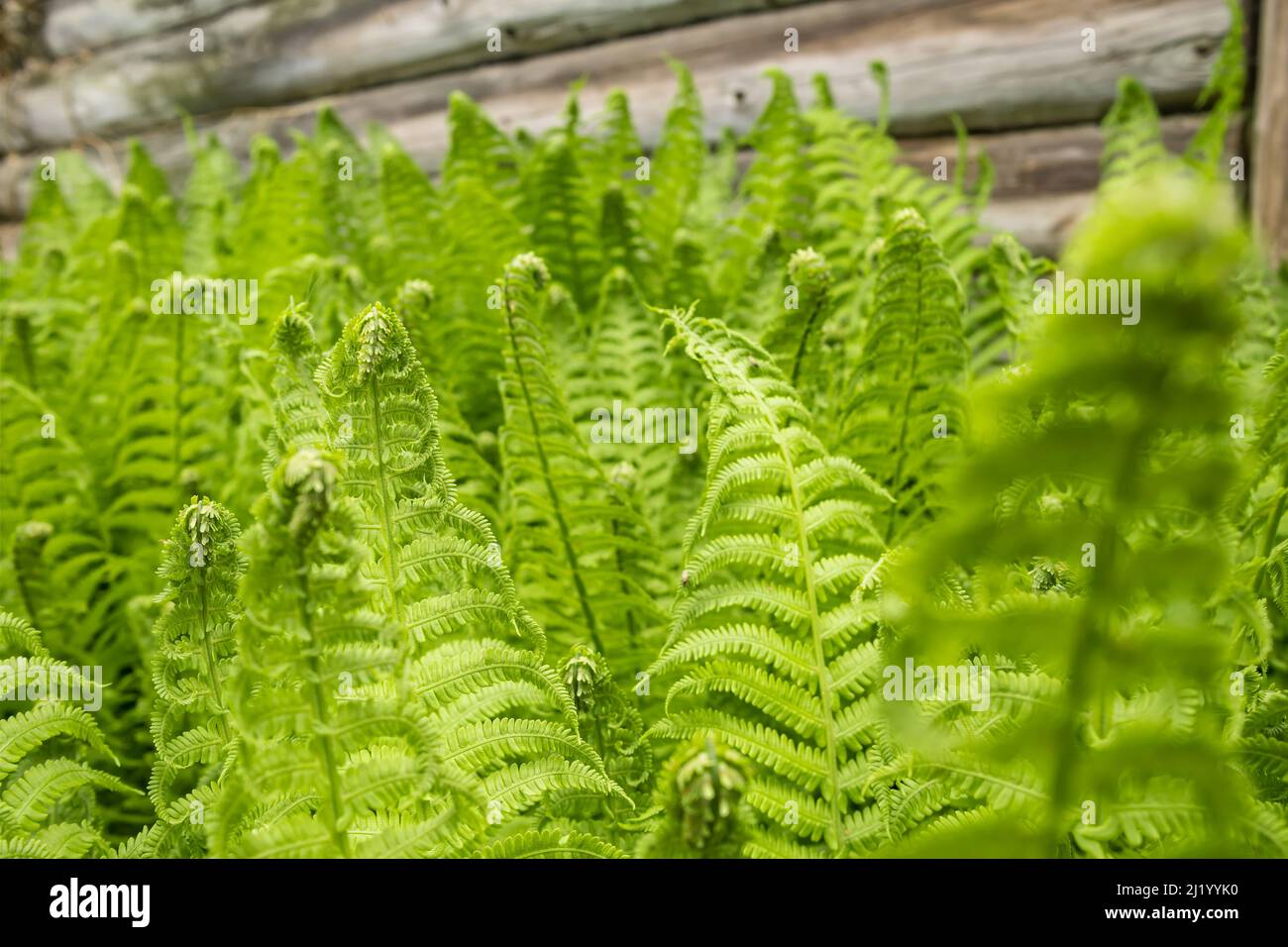 Fern leaves background hi-res stock photography and images - Alamy