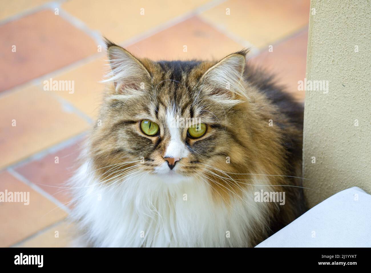 Portrait of a Siberian cat Stock Photo
