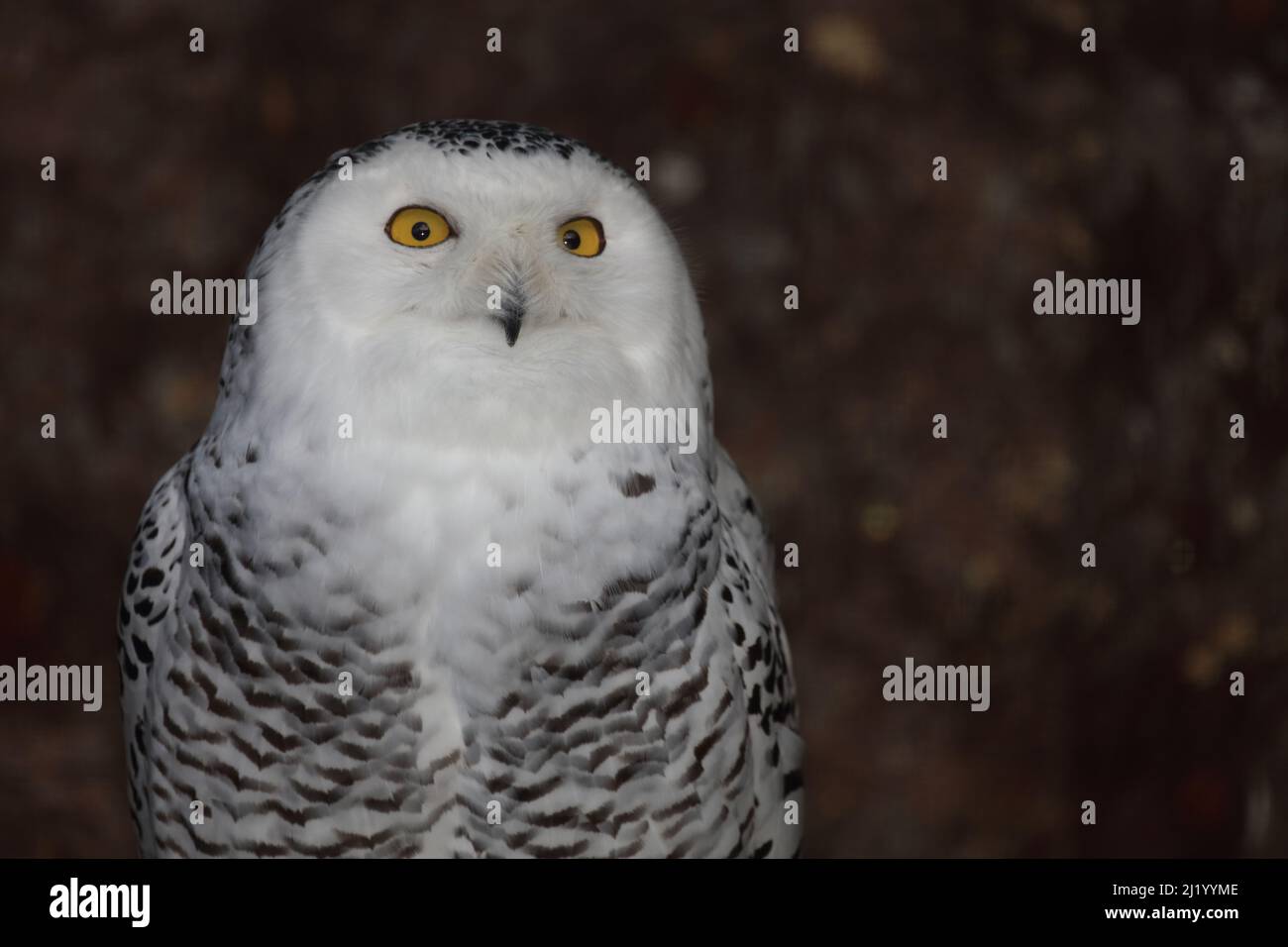 Schnee-Eule / Snowy owl / Bubo scandiacus Stock Photo - Alamy