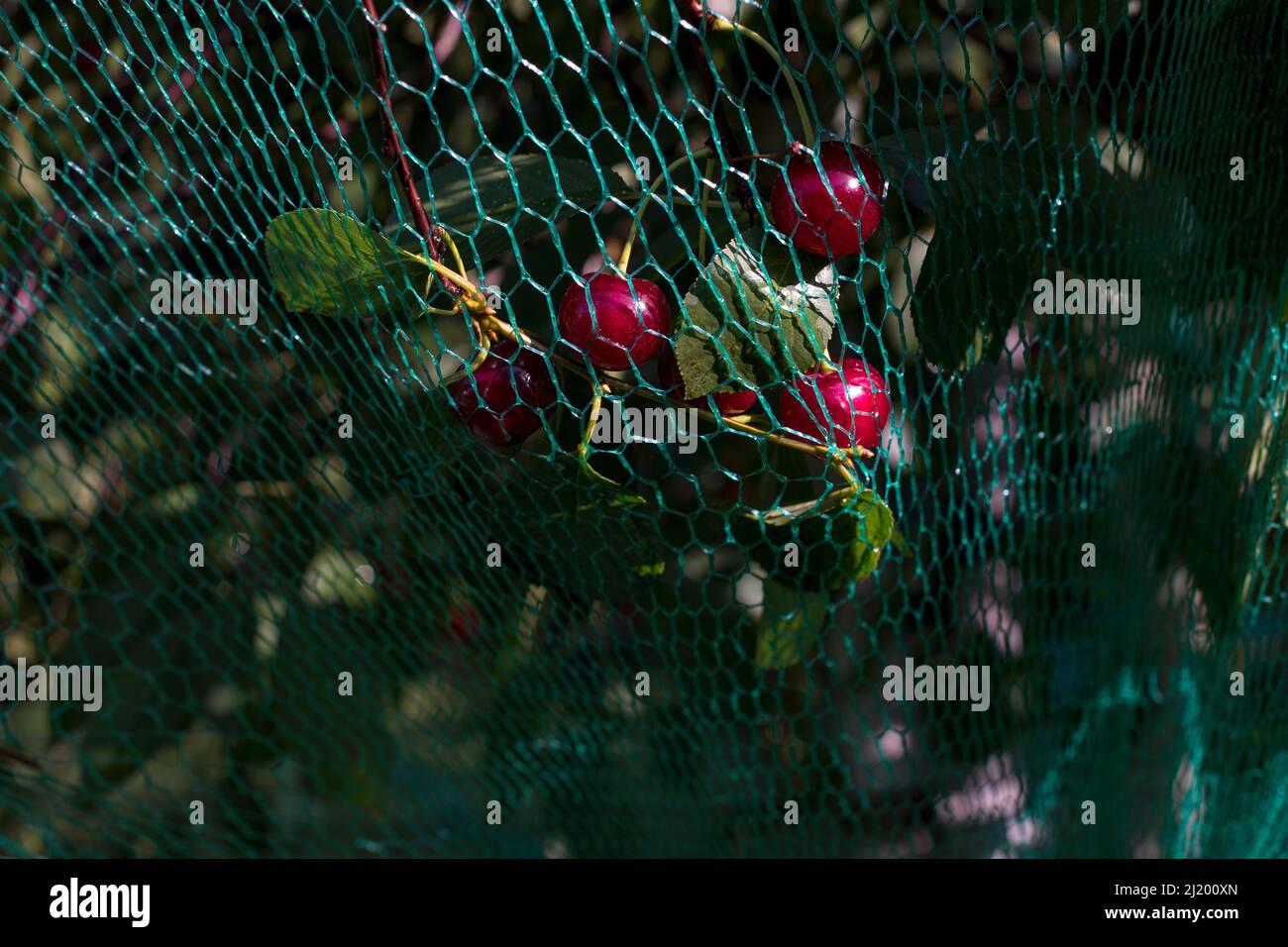 Bird protection net for Cherry trees Stock Photo