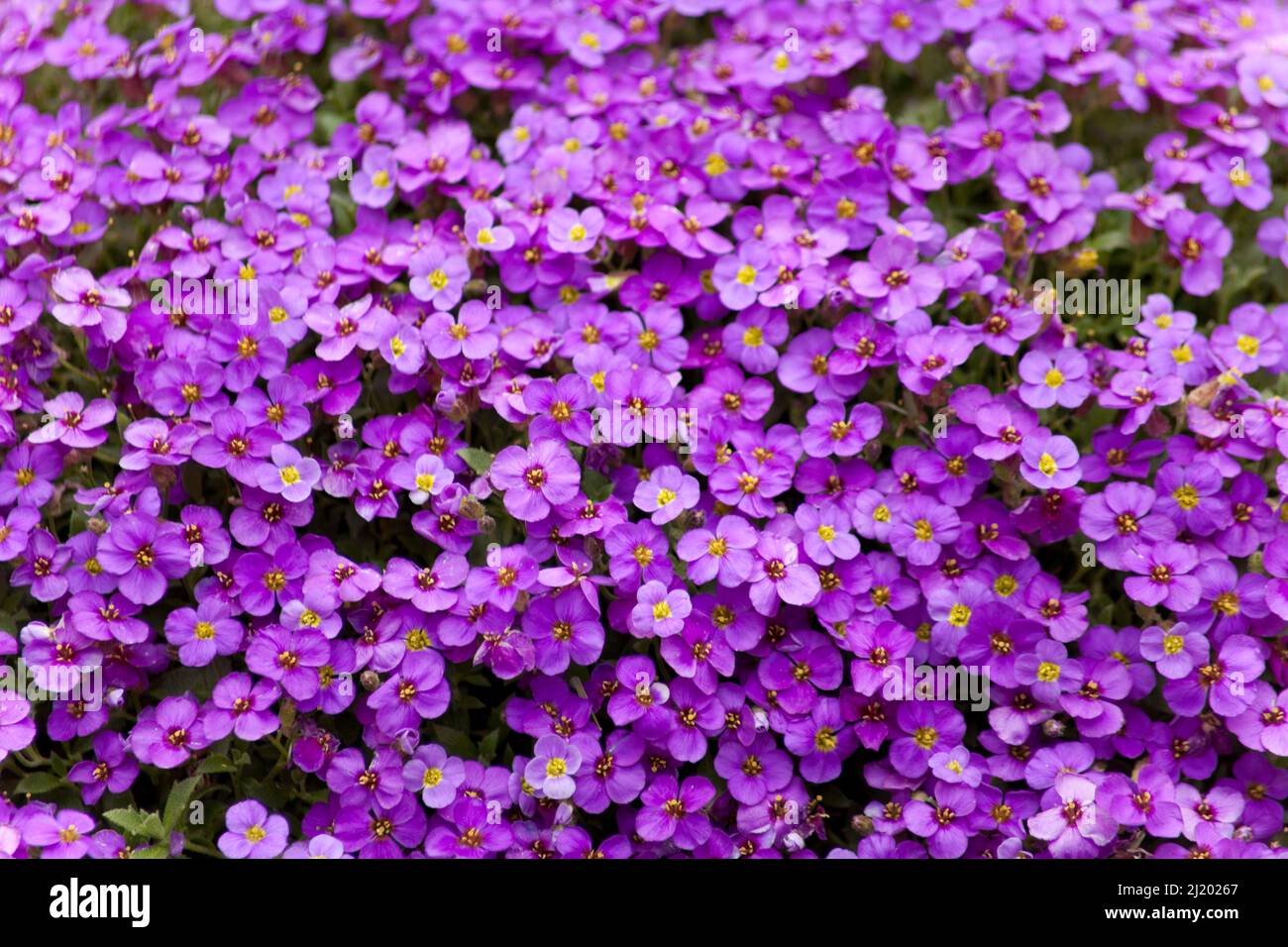 Aubrieta plant with purple rockcress small blossom grow in stone garden Stock Photo