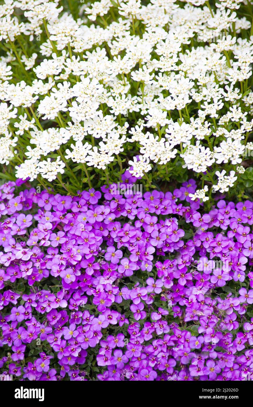 ground cover flowers candytuft and purple rockcress Stock Photo