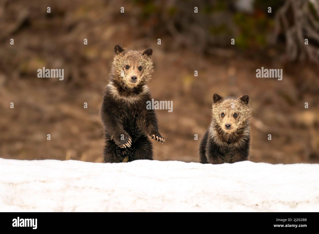 Grizzly Bear Cubs Stock Photo