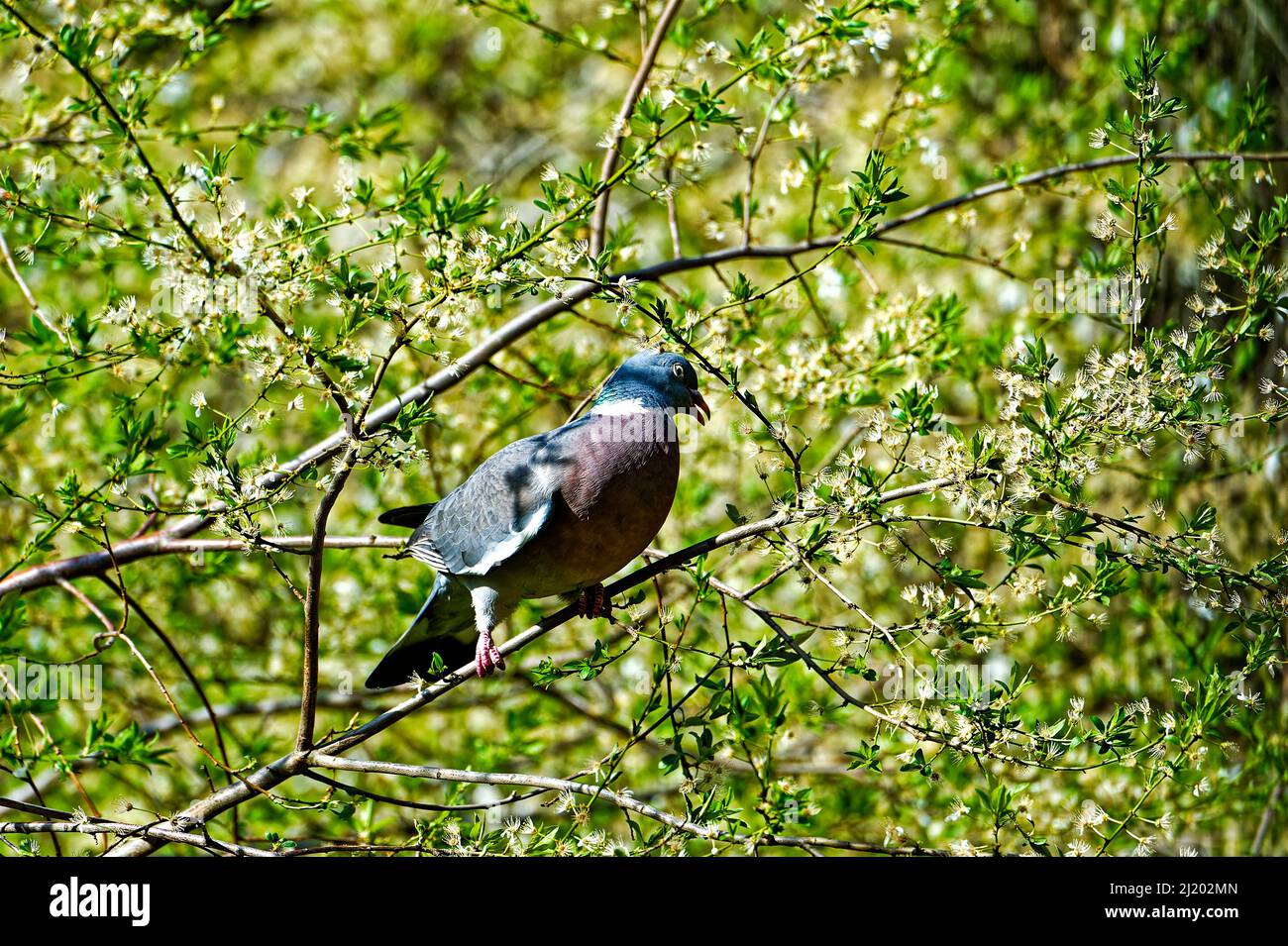 Tauben – ganz besondere Vögel in Garten. Stock Photo