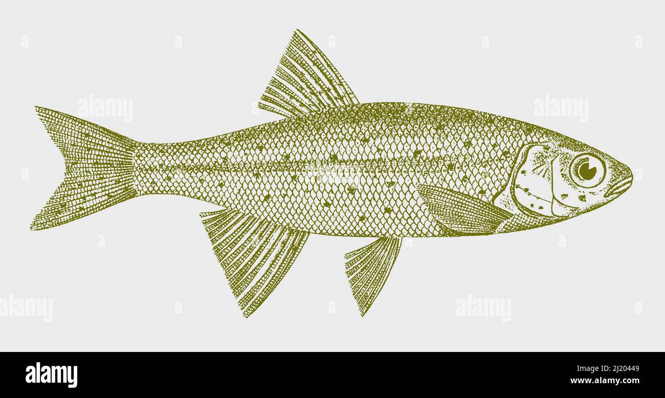 Redside shiner richardsonius balteatus, North American freshwater fish in side view Stock Vector