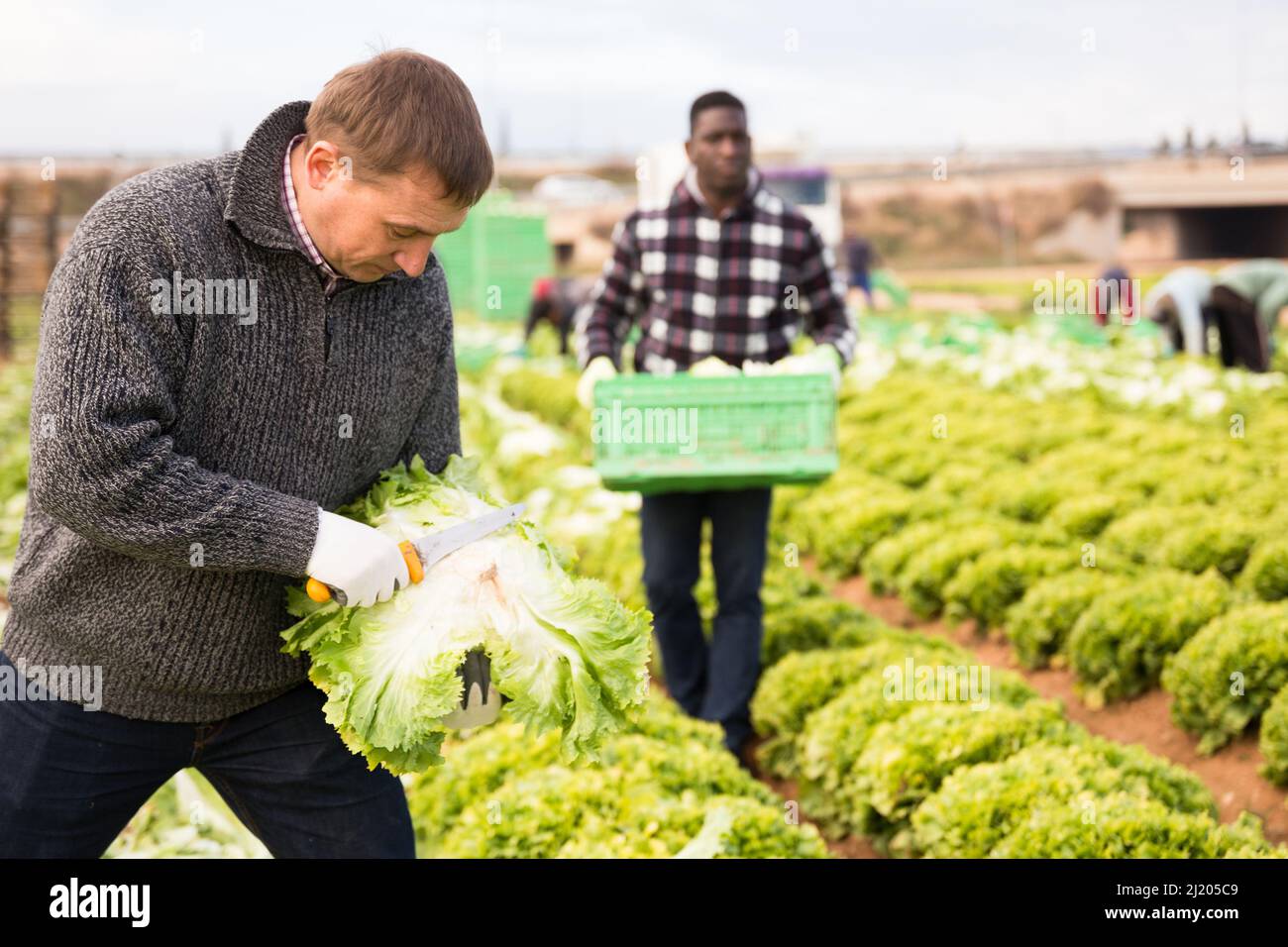 Farmer harvesting green leaf lettuce Stock Photo