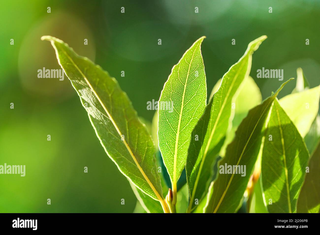 Bay leaf. Green laurel leavesin the rays of the sun.Laurel leaf.Bay