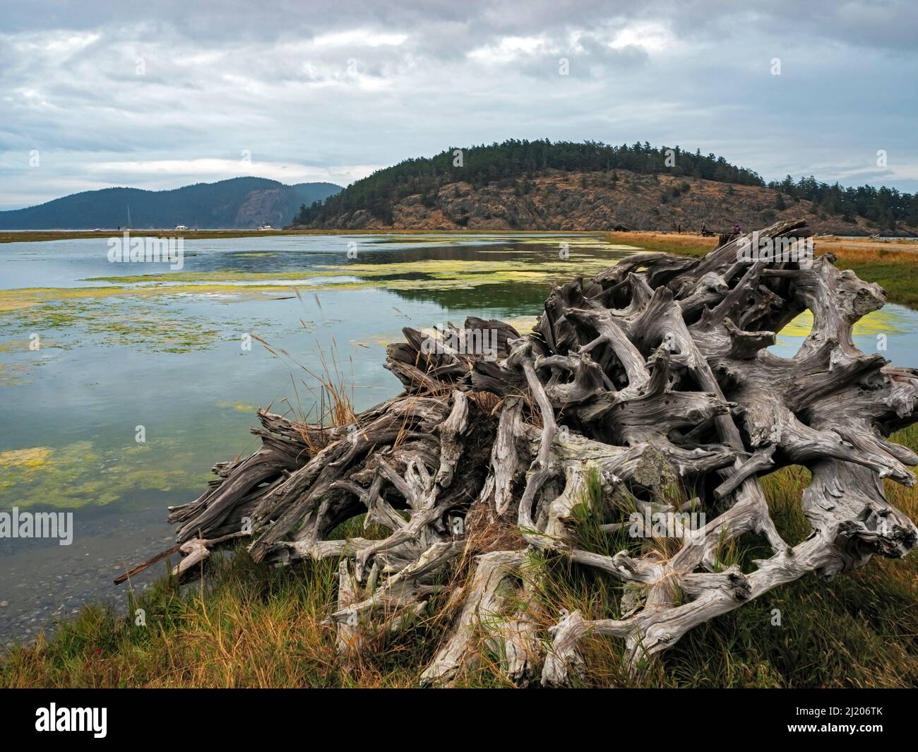 WA21177-00...WASHINGTON - Large root ball beached on the shore of Spencer Spit and its salt-chuck lagoon at Spencer Spit State Park on Lopez Island. Stock Photo