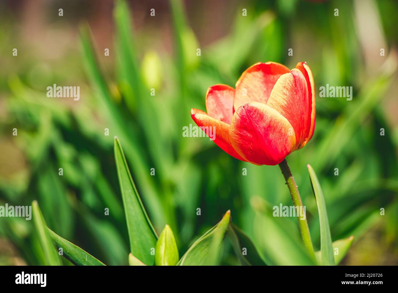 Tulip flower close up. Delicate bud, symbol of spring. Growing tulips at home garden. Stock Photo