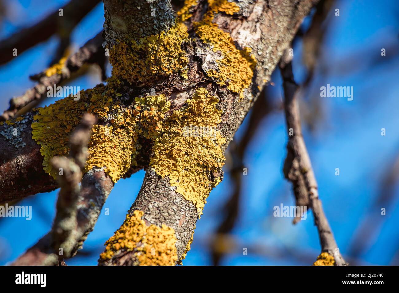 Green lichen close-up on tree branch. Plant disease. Stock Photo