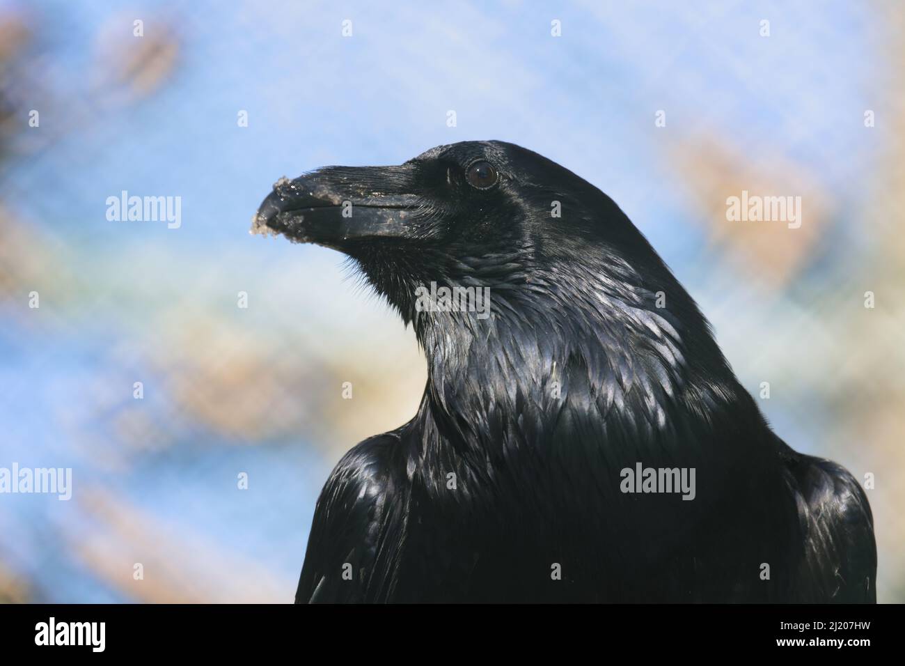 Kolk Rabe Raben krahe hi-res stock photography and images - Alamy