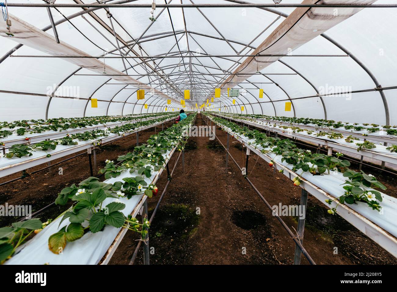 Growing of strawberries in a modern greenhouse Stock Photo - Alamy