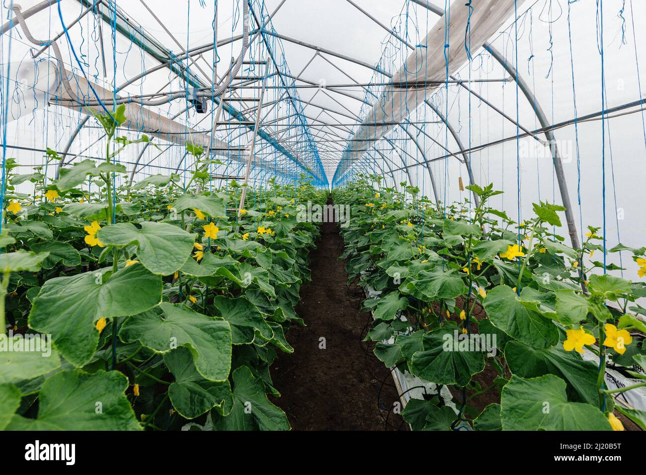 Growing of strawberries in a modern greenhouse Stock Photo - Alamy