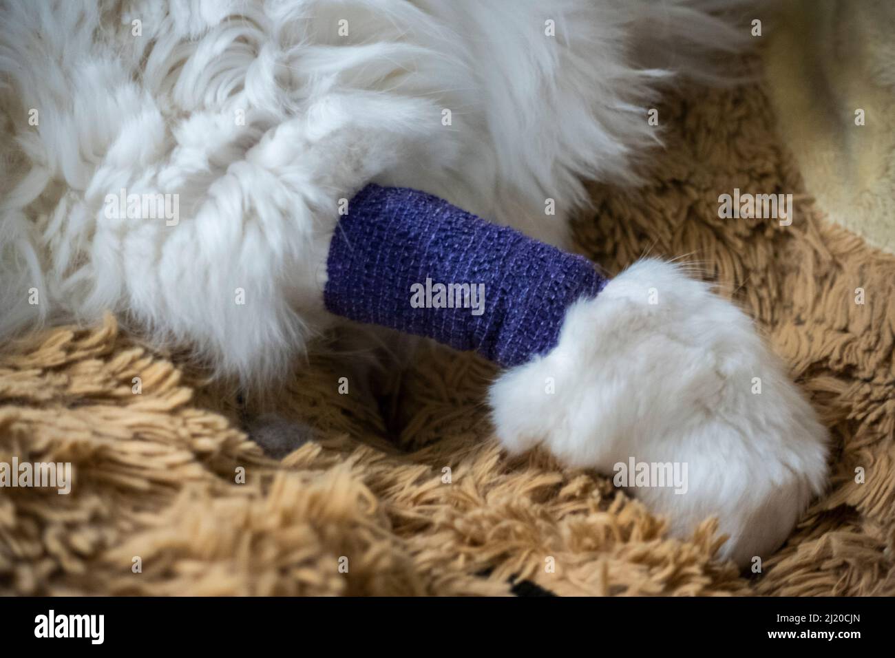Close up of a white, fluffy cat's arm bandaged up in purple wrappings