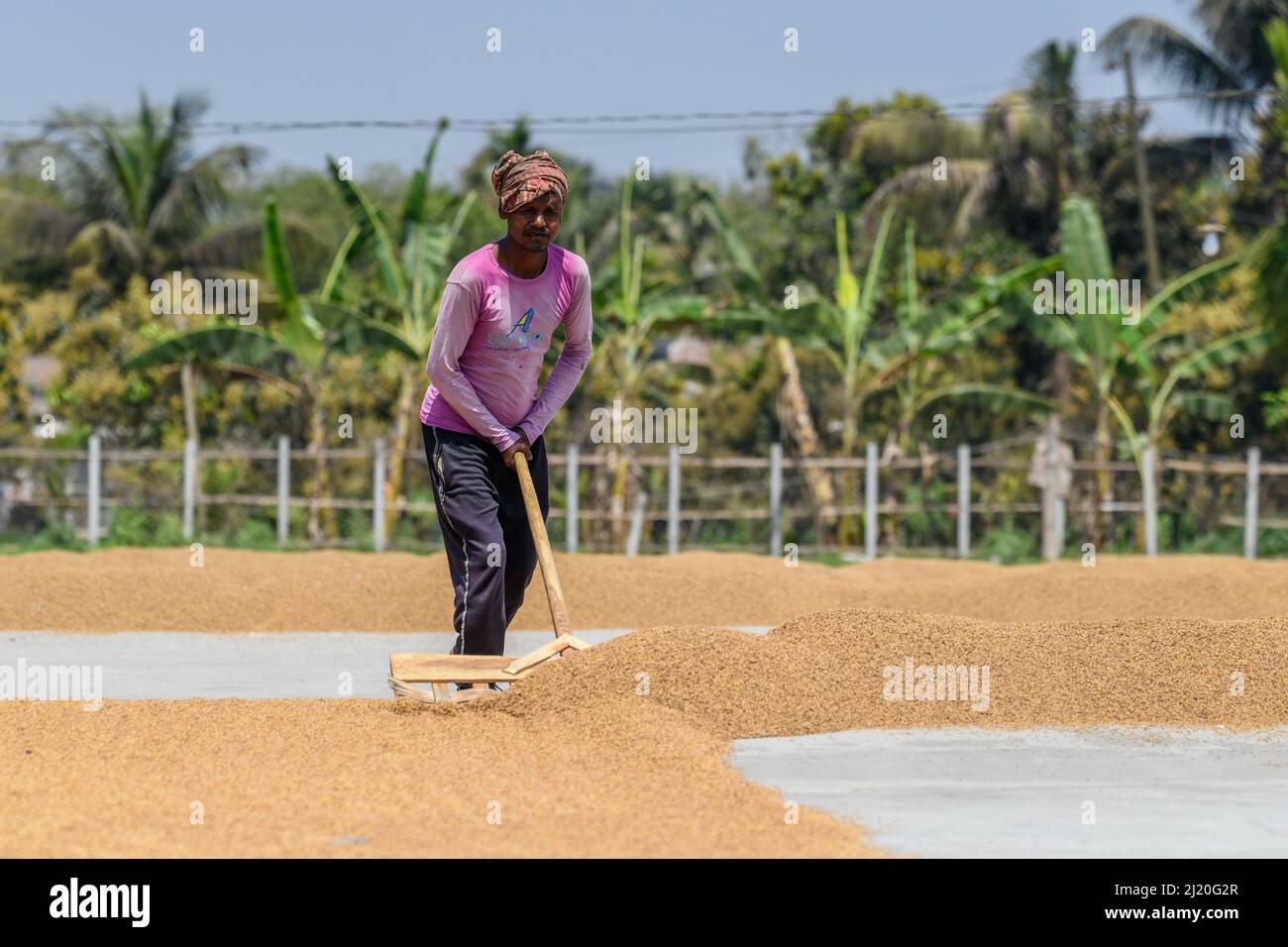 Rice mill worker hi-res stock photography and images - Alamy
