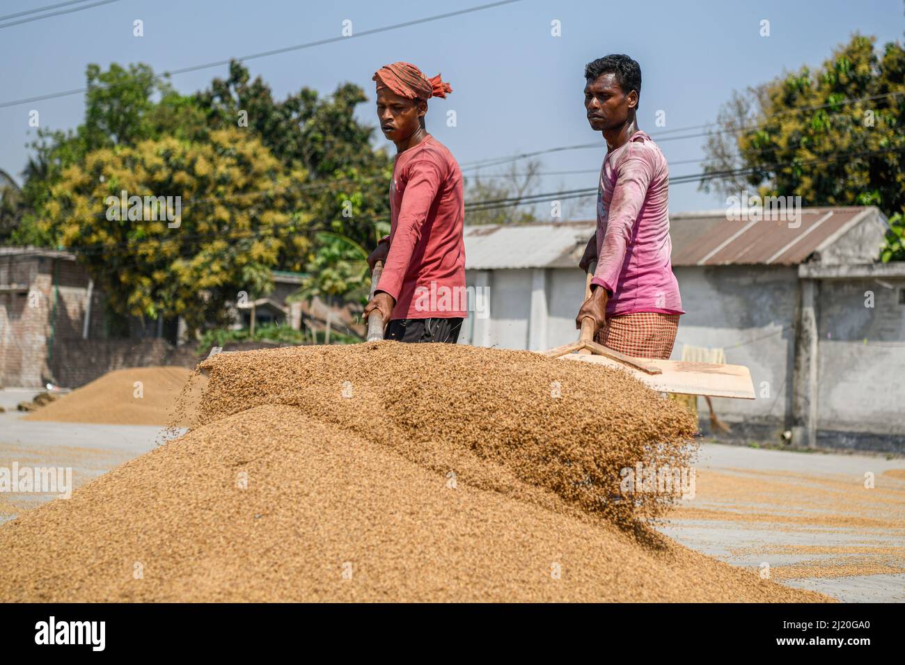 Rice mill workers turn over paddy for drying in the sun as they begin ...
