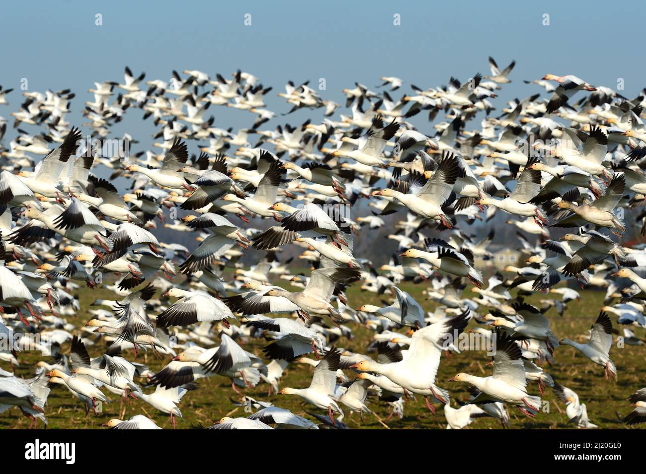 Snow Geese Flying Up, USA Stock Photo
