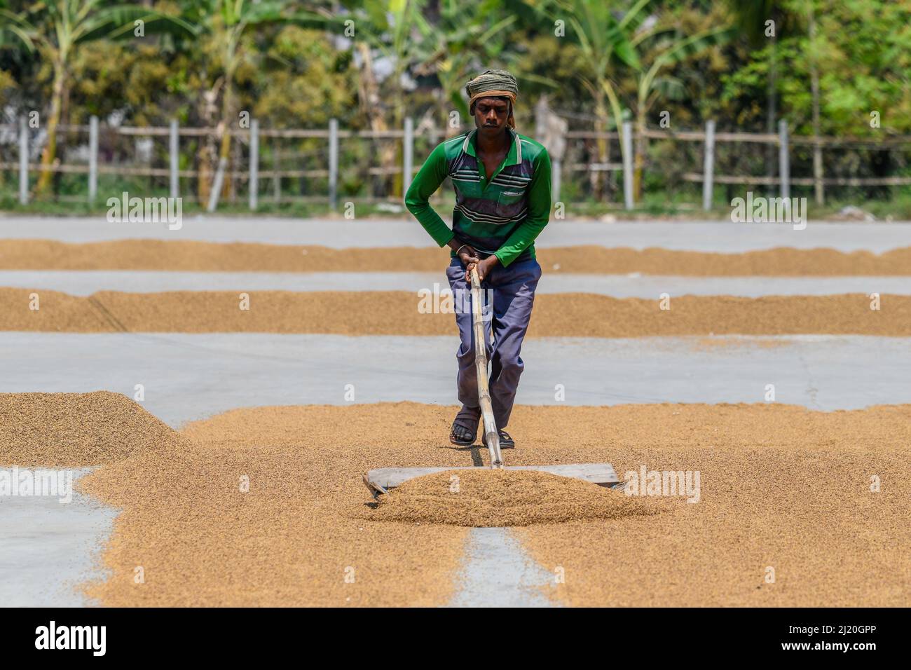 Natore, Bangladesh. 18th Mar, 2022. A rice mill worker rakes paddy for drying in the sun as they begin the long process of making rice at a rice-mill in Natore. (Credit Image: © Piyas Biswas/SOPA Images via ZUMA Press Wire) Stock Photo