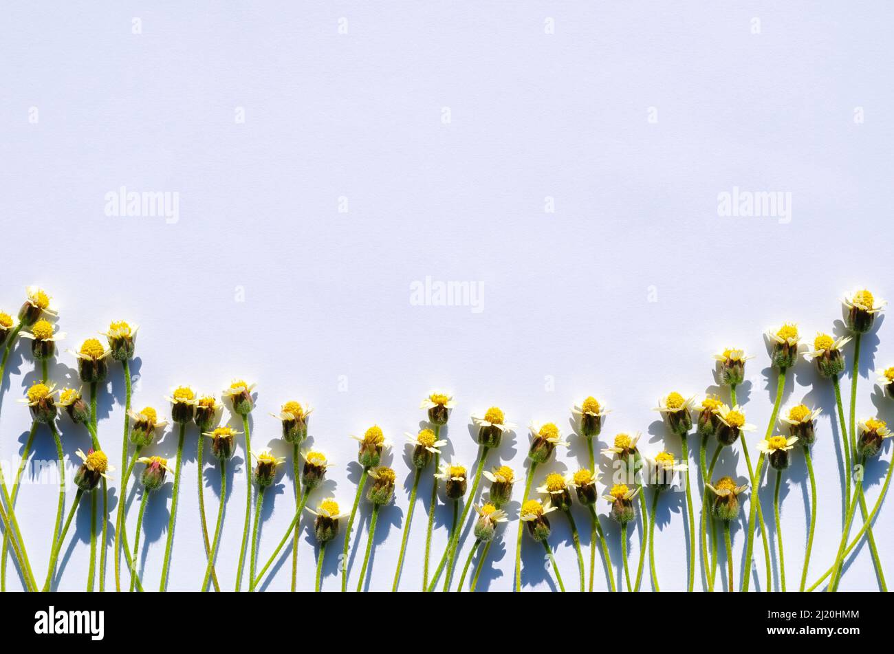 Coatbuttons or Tridax daisy flowers with shadow from sun light put on white paper background. Stock Photo
