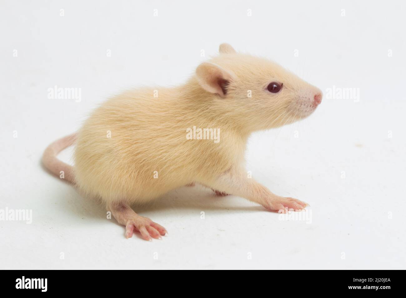 cute albino rat isolated on a white background Stock Photo
