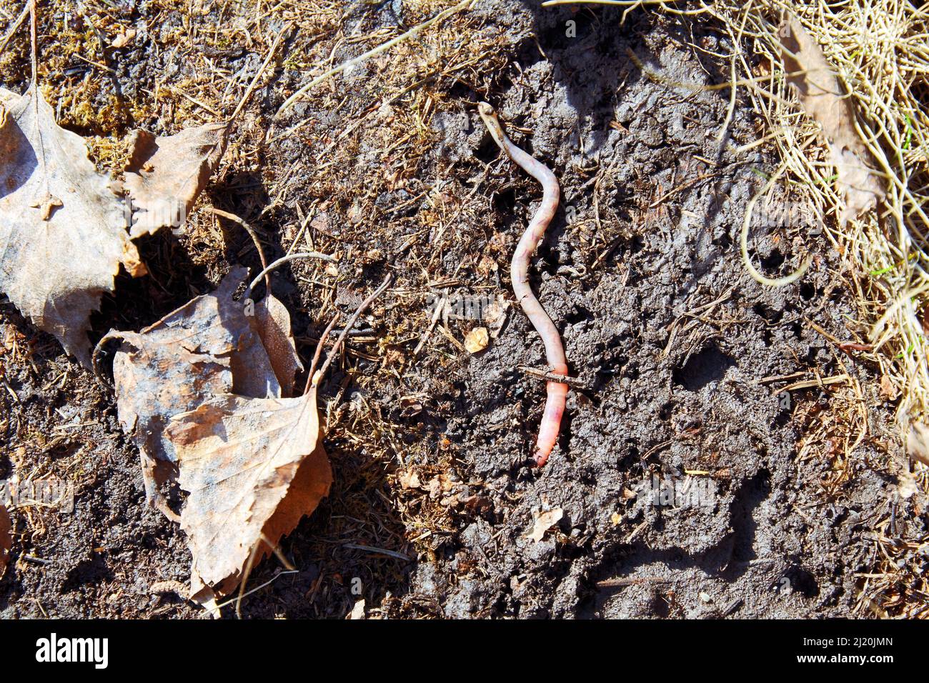 A long earthworm crawls on damp ground after winter. Wild animals in the garden Stock Photo