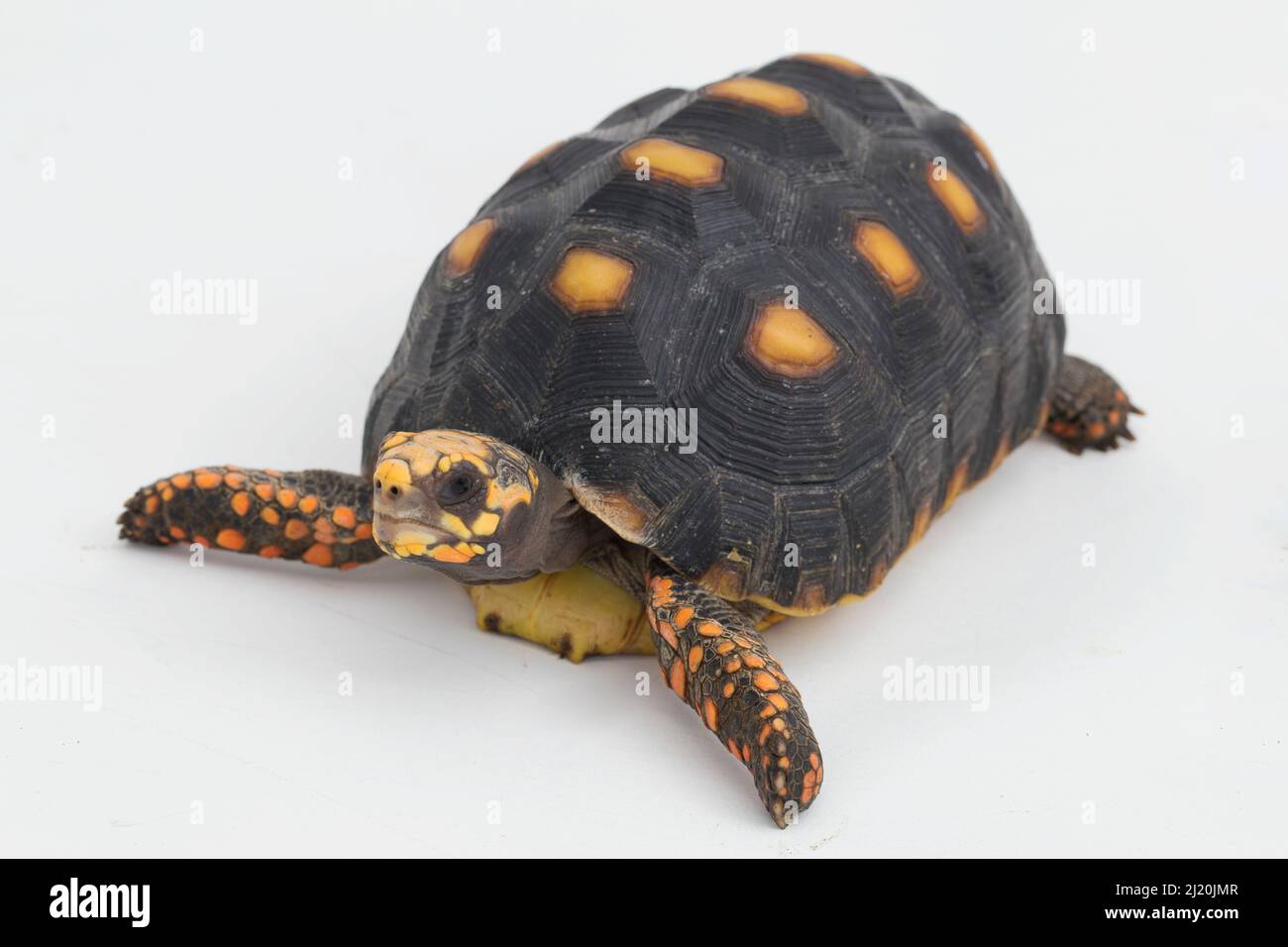 Red-footed Tortoise Chelonoidis Carbonaria Isolated On White Background 