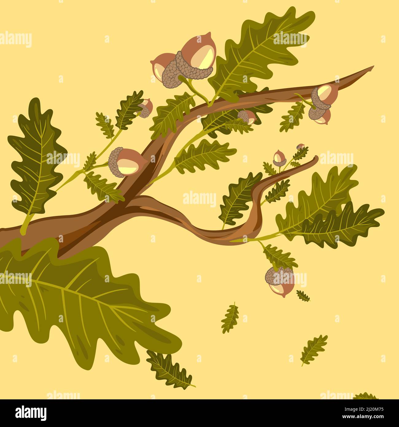 Oak branches with green leaves and acorns clipart set Stock Vector