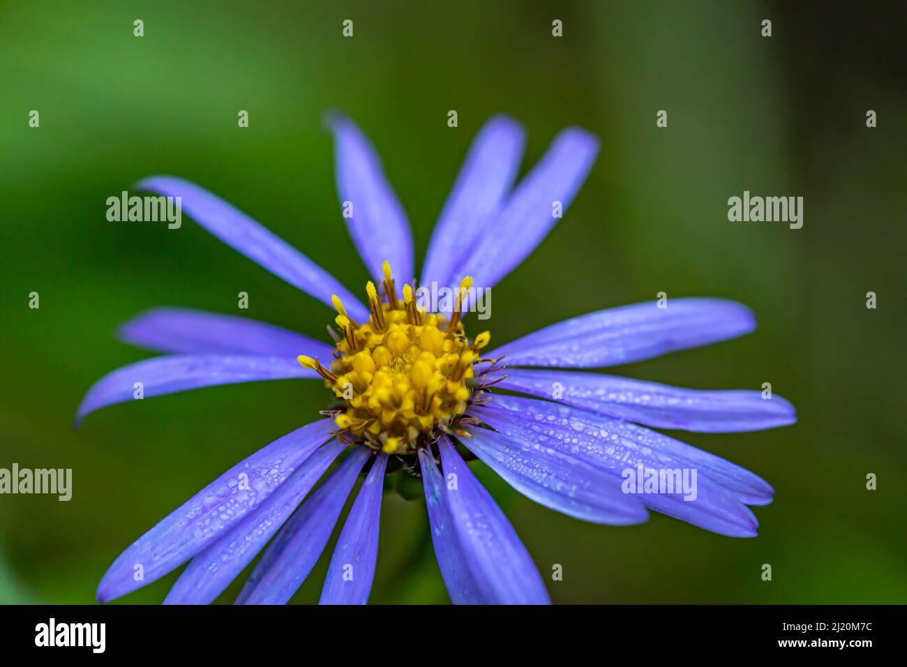 Aster amellus flower growing in mountains, close up Stock Photo
