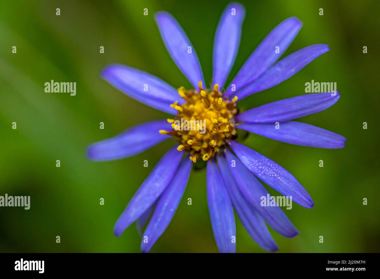 Aster amellus flower in mountains, close up shoot Stock Photo