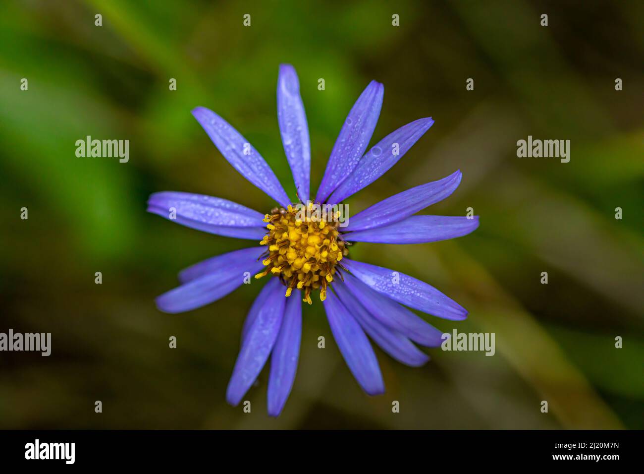 Aster amellus flower growing in mountains, close up shoot Stock Photo
