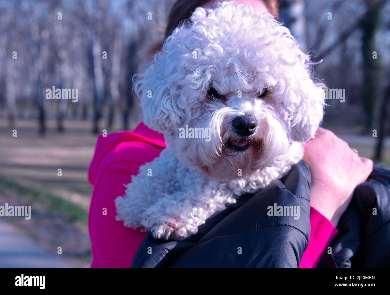 Portrait of cute little dog holding by her owner Stock Photo - Alamy