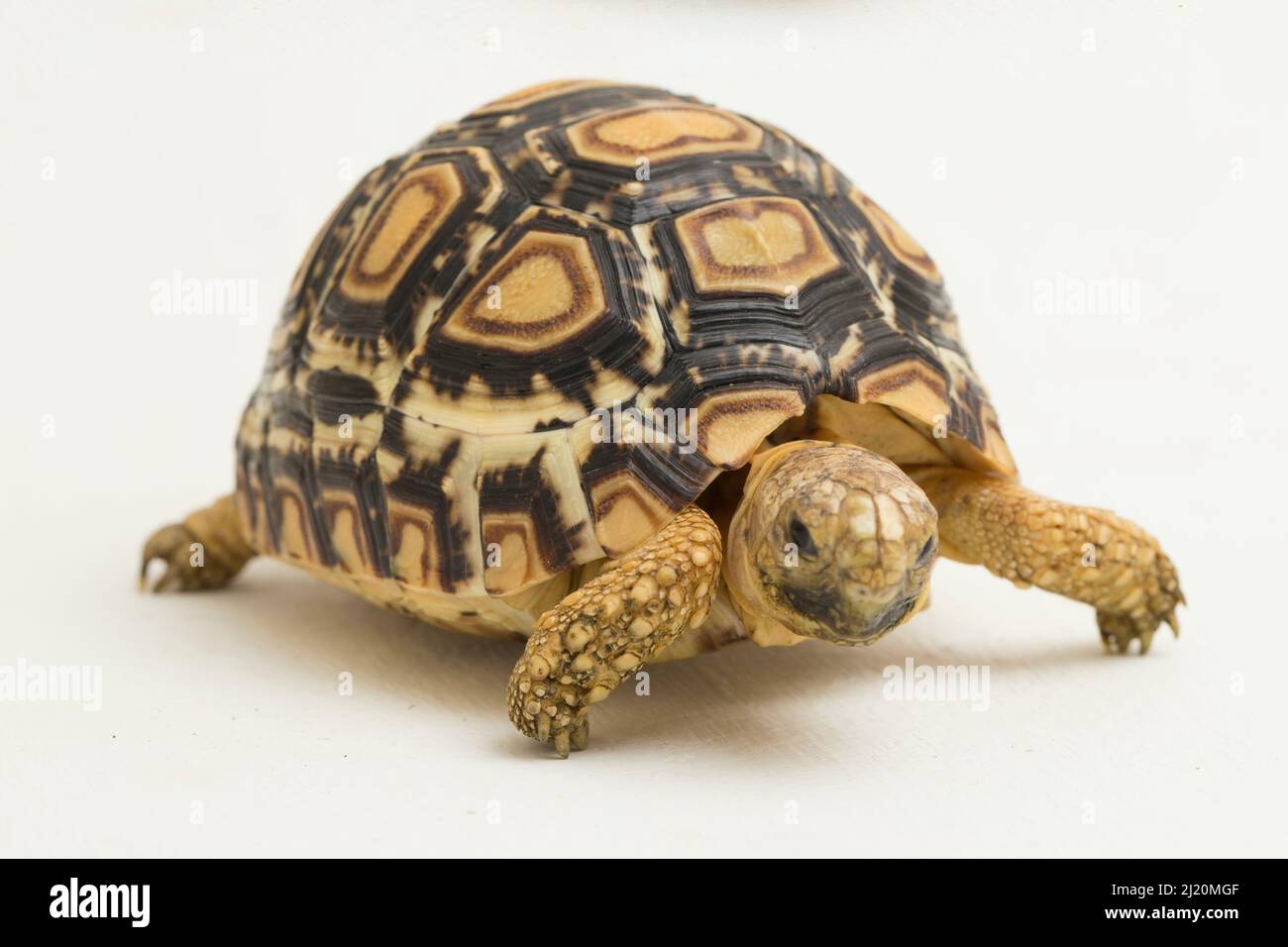 Baby Leopard Tortoise