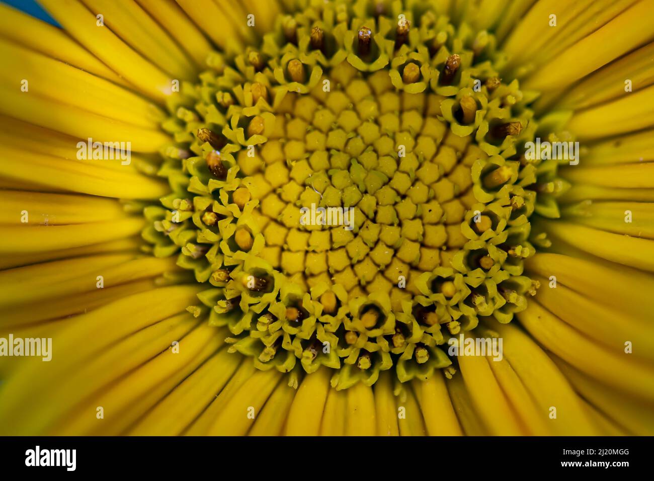 Buphthalmum salicifolium flower growing in mountains, close up Stock Photo