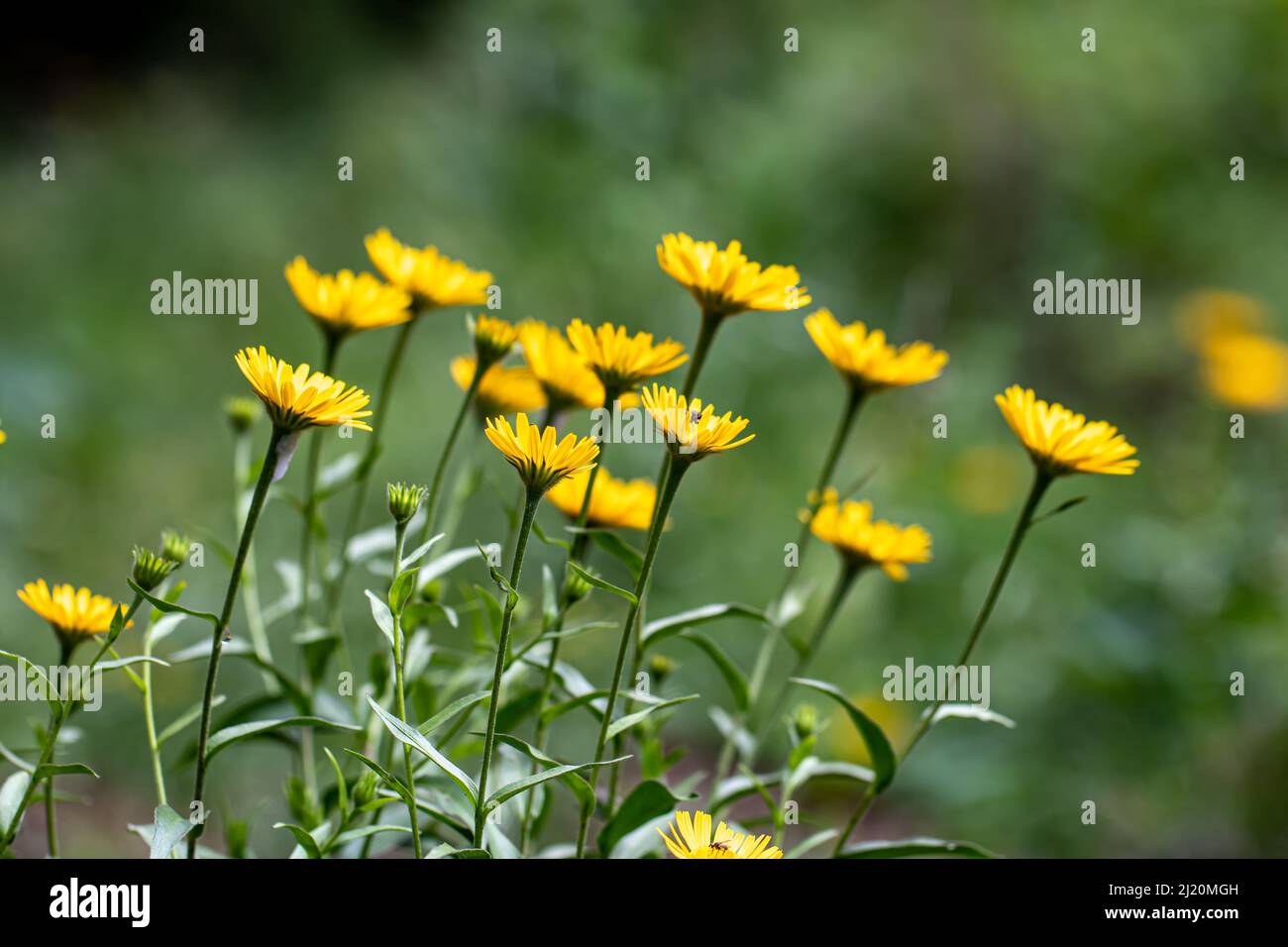 Buphthalmum salicifolium flower growing in mountains, close up shoot Stock Photo