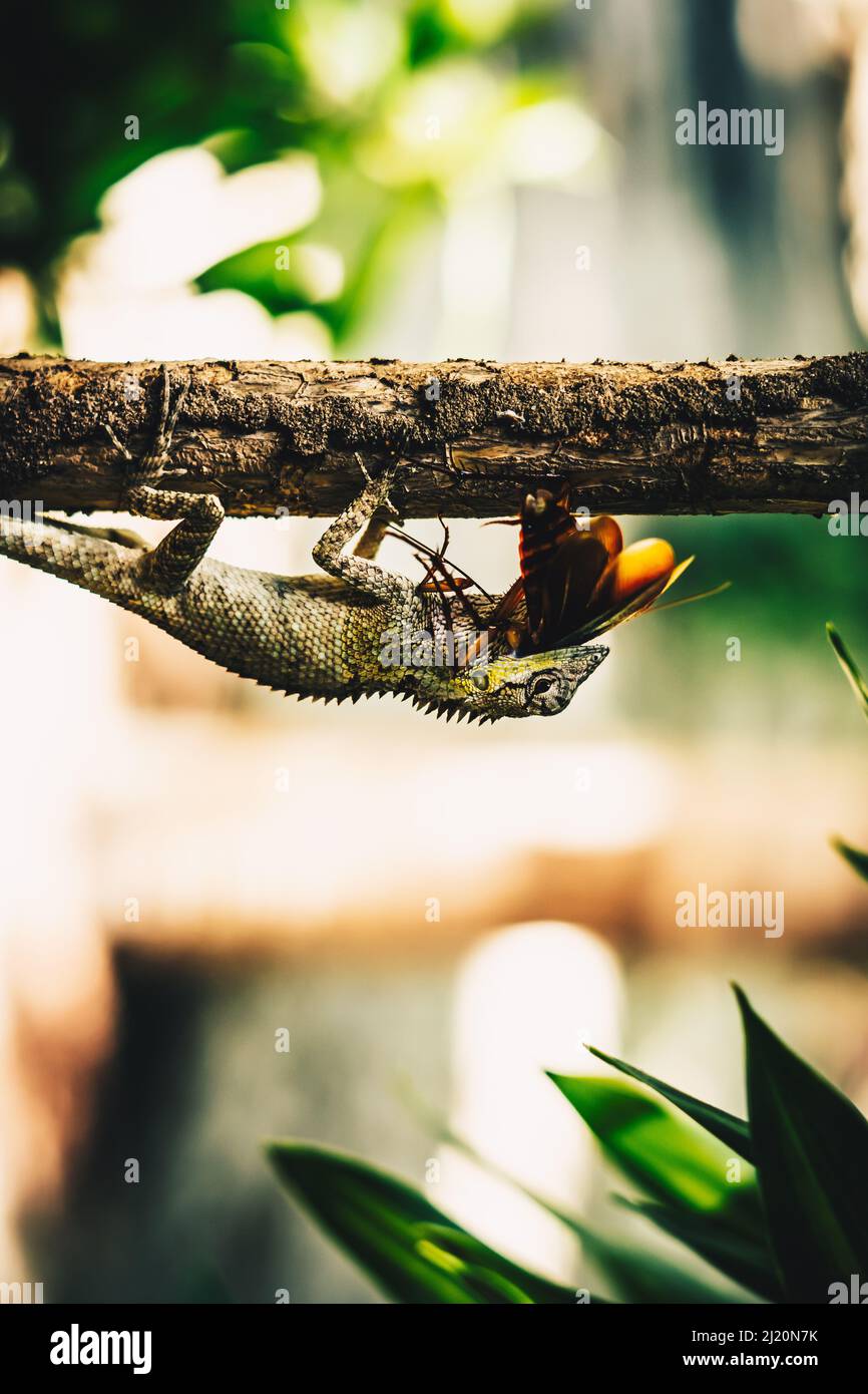 VERTICAL Macro closeup photo captures moment big gray lizard eat