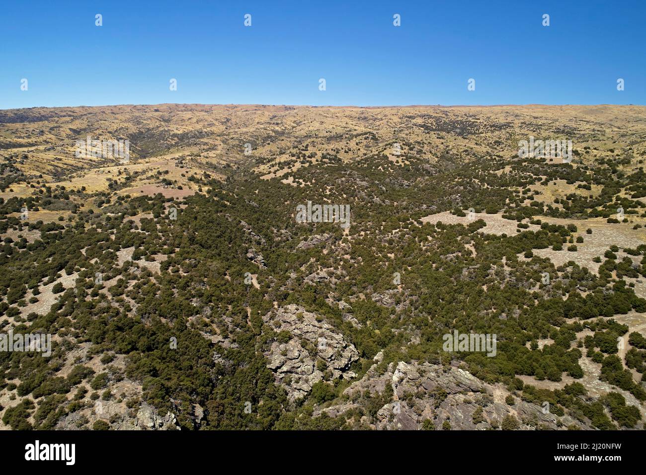 Remnant kanuka forest and Dunstan Mountains, near Bendigo Ghost Town, Central Otago, South Island, New Zealand - drone aerial Stock Photo