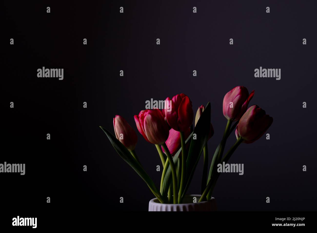 Red tulips flower bouquet in bloom on a white pot isolated on a dark black background Stock Photo