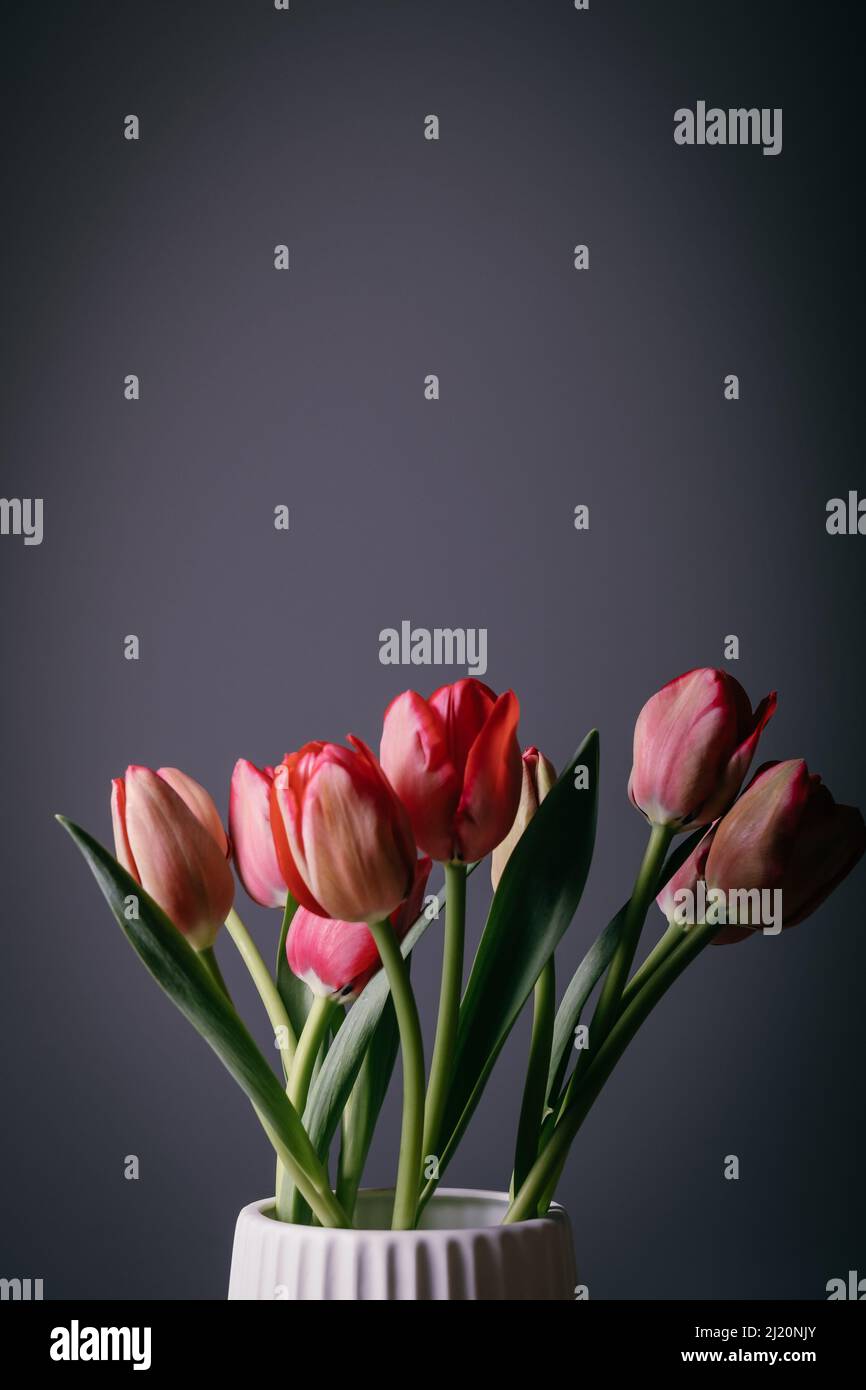 Red tulips flower bouquet in bloom on a white pot isolated on a dark black background Stock Photo