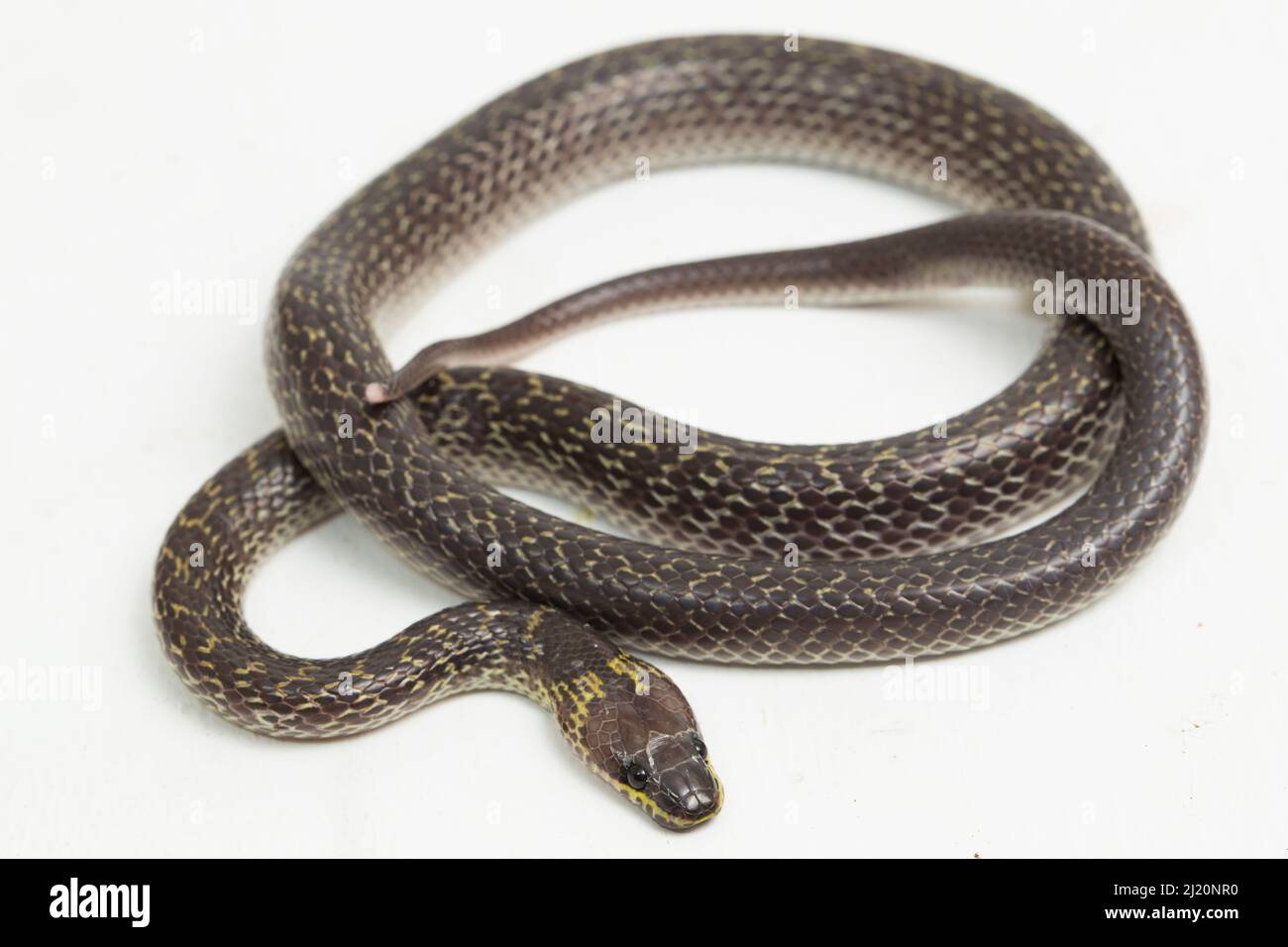 Oriental wolf snake Lycodon capucinus isolated on white background Stock Photo