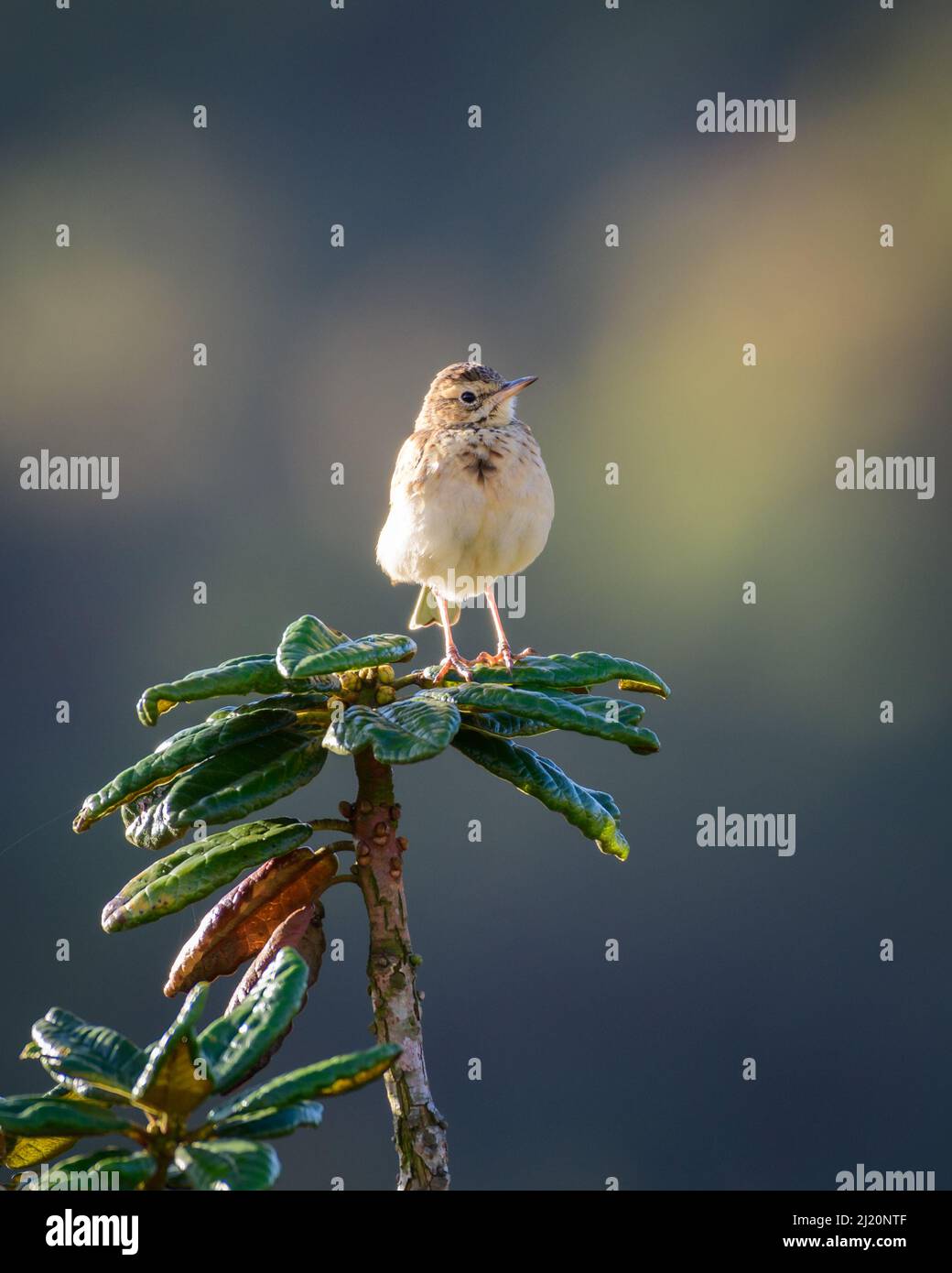 Beautiful paddyfield pipid bird front view, sitting on top of an azalea tree close-up shot. Stock Photo