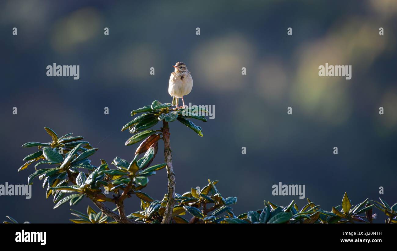 Paddyfield pipid bird front view, sitting on top of an azalea tree. Stock Photo