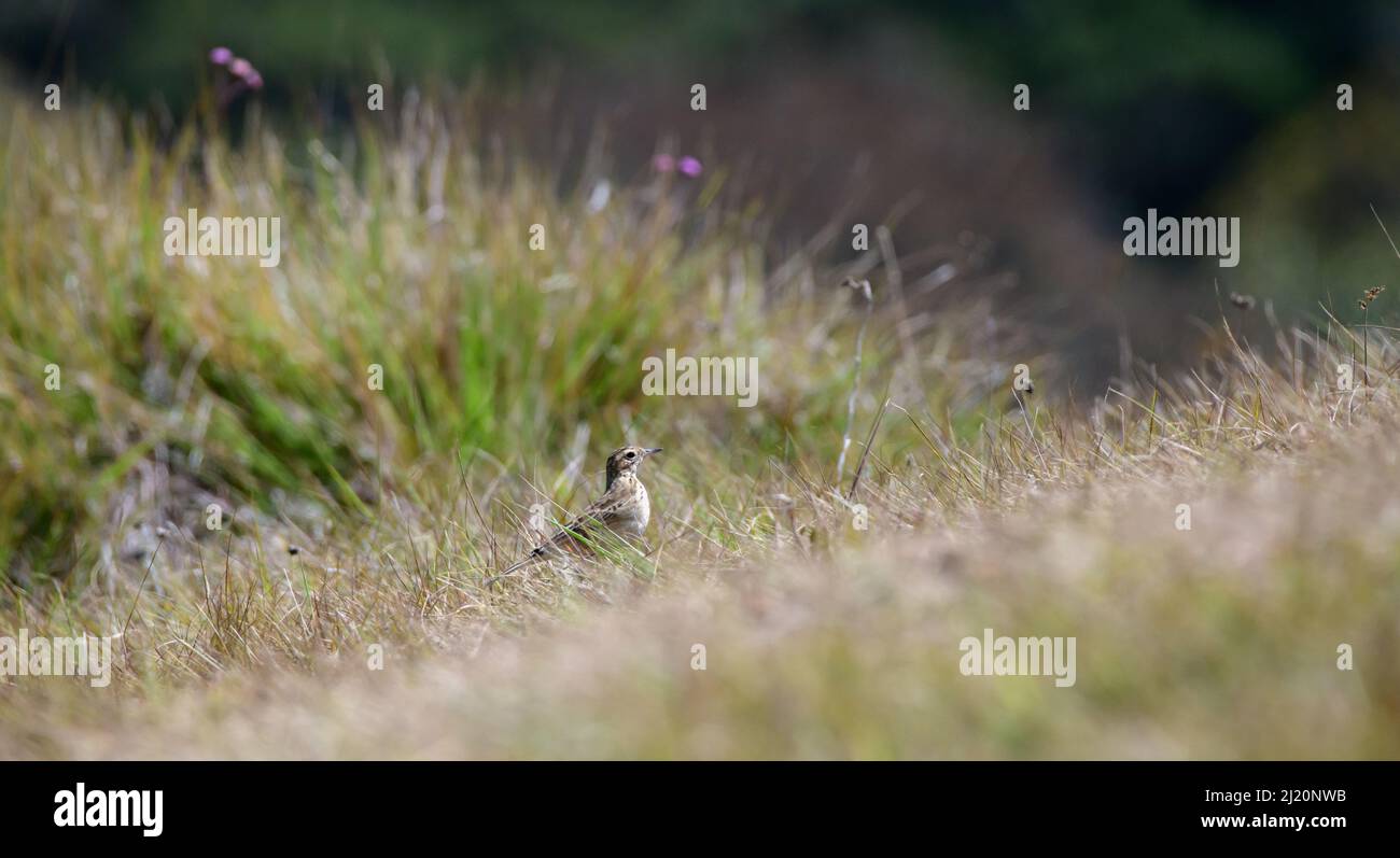 Paddyfield Pipit spotted in Horton plains, walking swiftly through the grasses. Stock Photo